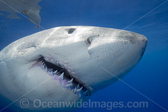 Great White Shark underwater photo Great White Shark underwater photo