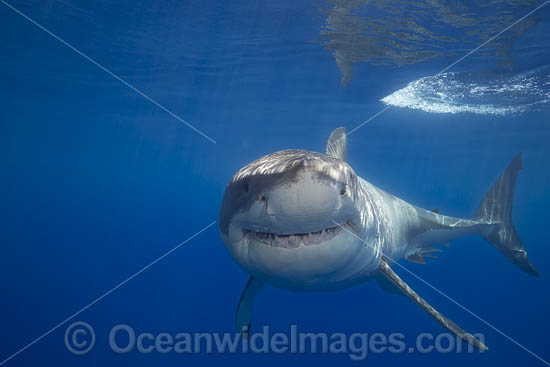 Great White Shark underwater photo Great White Shark underwater photo