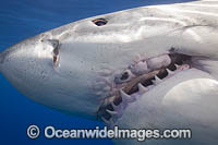 Great White Shark underwater Photo - David Fleetham
