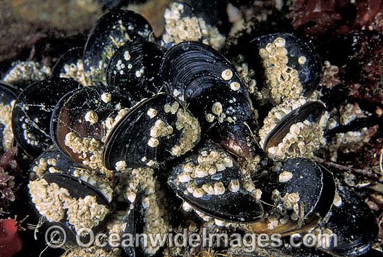 Sea Mussels Septifer bilocularis photo Sea Mussels Septifer bilocularis photo