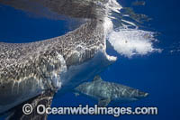 Great White Shark underwater Photo - David Fleetham