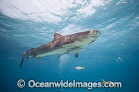 Tiger Shark Photo - David Fleetham