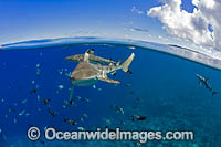 Blacktip Reef Sharks Photo - David Fleetham