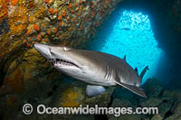 Grey Nurse Shark South West Rocks Photo - Gary Bell