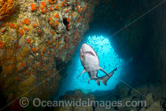 Grey Nurse Shark South West Rocks photo Grey Nurse Shark South West Rocks photo