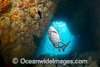 Grey Nurse Shark South West Rocks Photo - Gary Bell