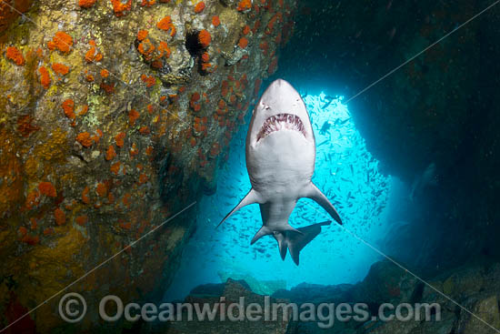 Grey Nurse Shark South West Rocks photo Grey Nurse Shark South West Rocks photo