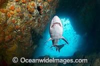 Grey Nurse Shark South West Rocks Photo - Gary Bell