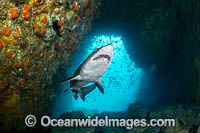 Grey Nurse Shark South West Rocks Photo - Gary Bell
