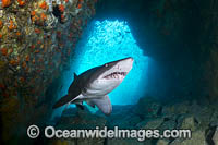 Grey Nurse Shark South West Rocks Photo - Gary Bell