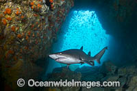 Grey Nurse Shark South West Rocks Photo - Gary Bell