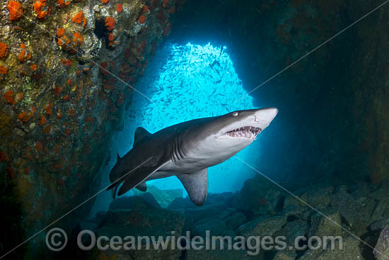 Grey Nurse Shark South West Rocks photo Grey Nurse Shark South West Rocks photo