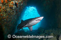 Grey Nurse Shark South West Rocks Photo - Gary Bell