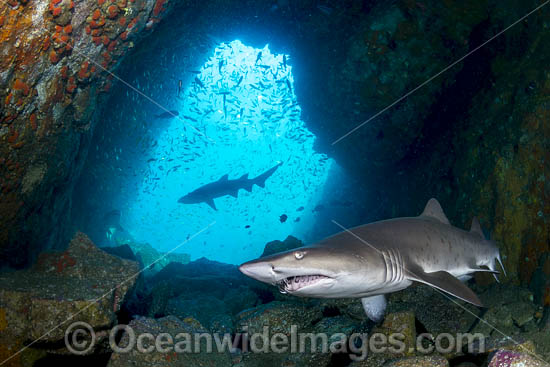 Grey Nurse Shark South West Rocks photo Grey Nurse Shark South West Rocks photo