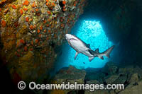 Grey Nurse Shark South West Rocks Photo - Gary Bell