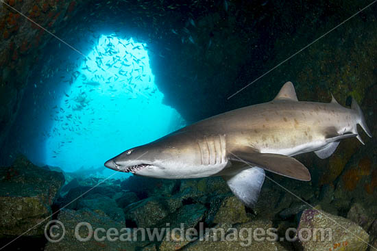 Grey Nurse Shark South West Rocks photo Grey Nurse Shark South West Rocks photo