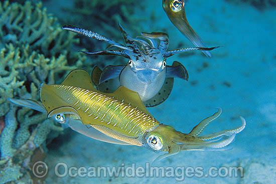 Courting Bigfin Reef Squid photo Courting Bigfin Reef Squid photo