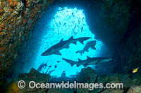 Grey Nurse Shark South West Rocks Photo - Gary Bell