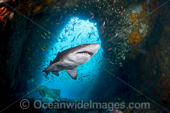 Grey Nurse Shark South West Rocks photo Grey Nurse Shark South West Rocks photo