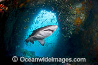 Grey Nurse Shark South West Rocks Photo - Gary Bell