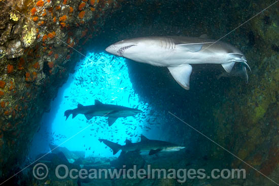 Grey Nurse Shark South West Rocks photo Grey Nurse Shark South West Rocks photo