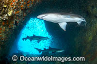 Grey Nurse Shark South West Rocks Photo - Gary Bell