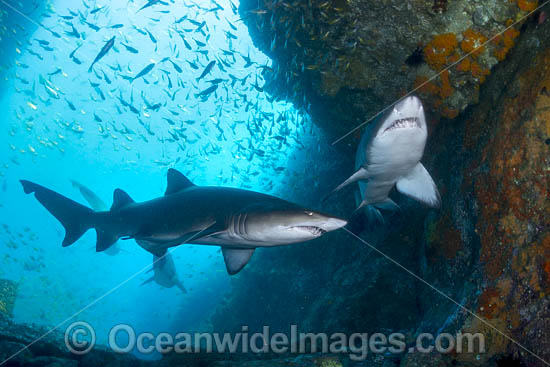 Grey Nurse Shark South West Rocks photo Grey Nurse Shark South West Rocks photo