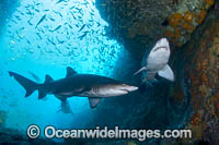 Grey Nurse Shark South West Rocks Photo - Gary Bell