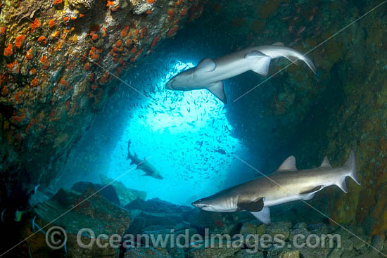 Grey Nurse Shark South West Rocks photo Grey Nurse Shark South West Rocks photo