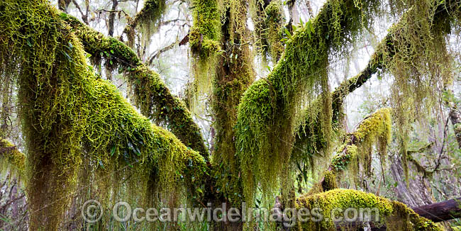 Gondwana Rainforest draped in moss photo Gondwana Rainforest draped in moss photo
