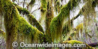 Gondwana Rainforest draped in moss Photo - Gary Bell