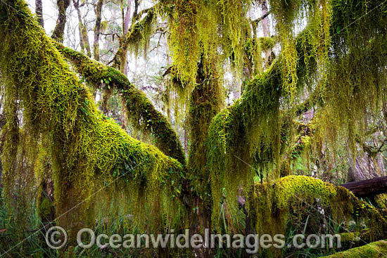 Gondwana Rainforest draped in moss photo Gondwana Rainforest draped in moss photo