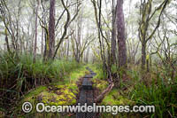 Gondwana Rainforest moss Photo - Gary Bell