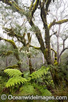 Gondwana Rainforest draped in moss Photo - Gary Bell