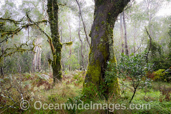 Gondwana Rainforest moss photo Gondwana Rainforest moss photo
