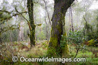 Gondwana Rainforest moss Photo - Gary Bell