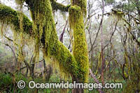 Gondwana Rainforest draped in moss Photo - Gary Bell