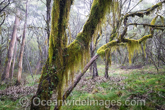 Gondwana Rainforest draped in moss photo Gondwana Rainforest draped in moss photo