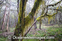 Gondwana Rainforest draped in moss Photo - Gary Bell
