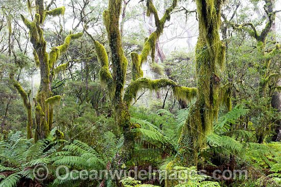 Gondwana Rainforest moss photo Gondwana Rainforest moss photo