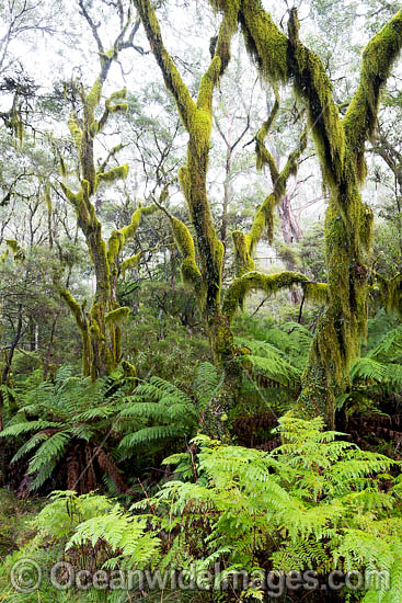 Gondwana Rainforest draped in moss photo Gondwana Rainforest draped in moss photo