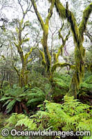 Gondwana Rainforest draped in moss Photo - Gary Bell