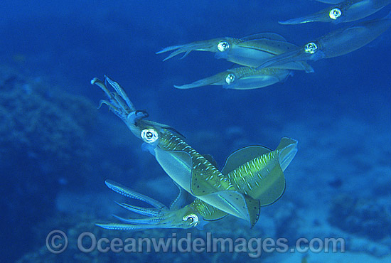 Bigfin Reef Squid Sepioteuthis lessoniana photo Bigfin Reef Squid Sepioteuthis lessoniana photo