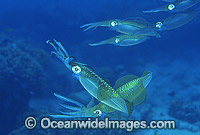 Bigfin Reef Squid Sepioteuthis lessoniana Photo - Gary Bell