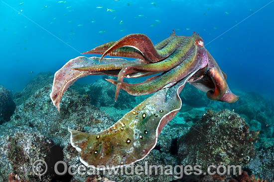 Giant Cuttlefish Coffs Harbour photo