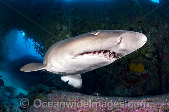Grey Nurse Shark Solitary Islands photo Grey Nurse Shark Solitary Islands photo