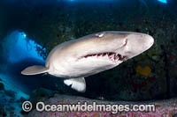 Grey Nurse Shark Solitary Islands Photo - Gary Bell