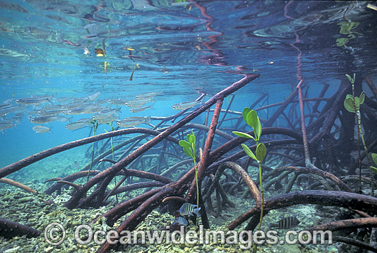 Anchovy amongst Mangrove roots photo Anchovy amongst Mangrove roots photo