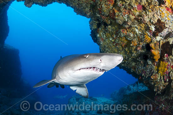 Grey Nurse Shark Solitary Islands photo Grey Nurse Shark Solitary Islands photo