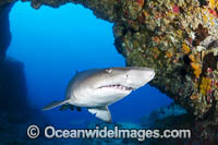 Grey Nurse Shark Solitary Islands Photo - Gary Bell